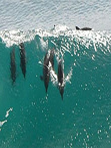 Adelaide, nage avec les dauphins - Demi journée